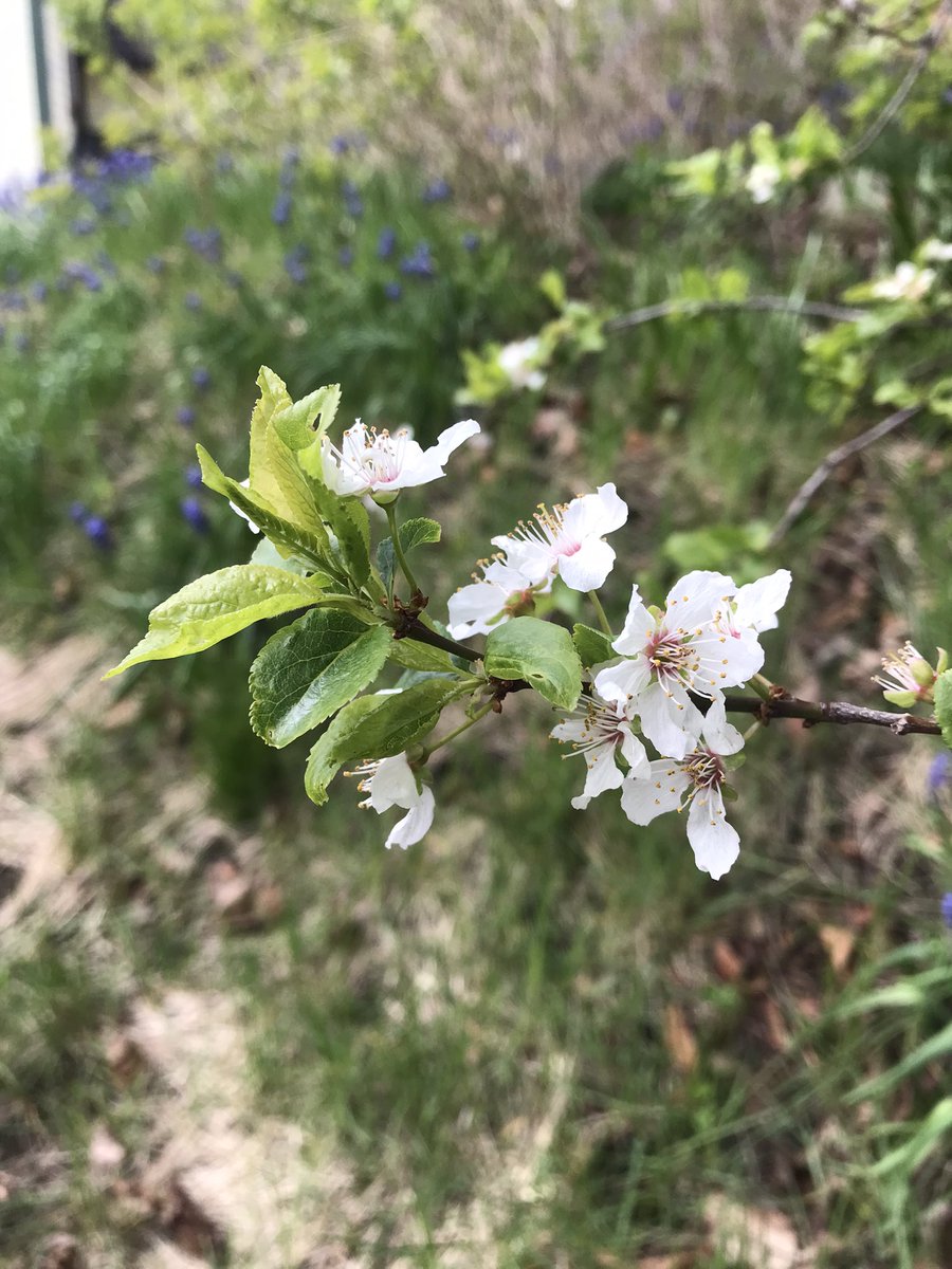 Some random pics from my garden, for those who like random garden pics.