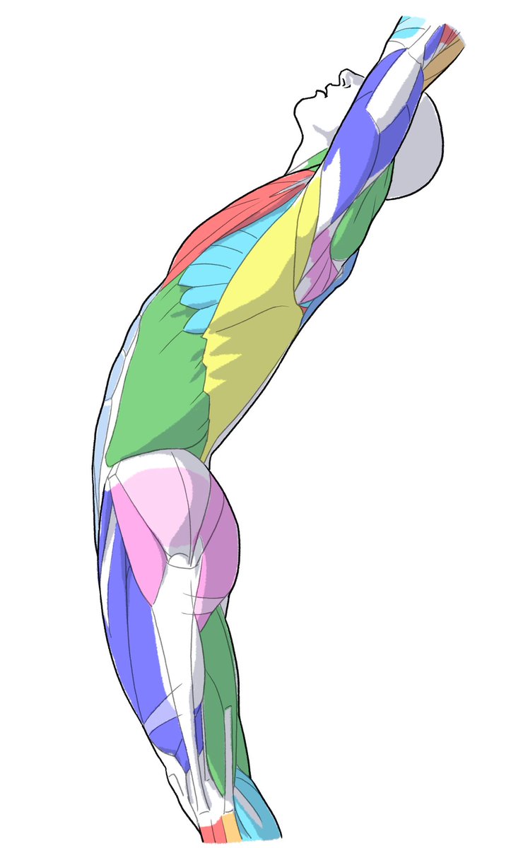 kato_anatomy's tweet photo. https://t.co/iAQkuDzw2l