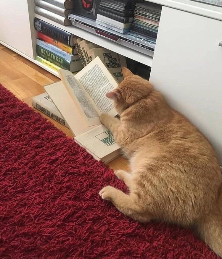 May_alhussain's tweet photo. يخافون المياو المثقفة🐱🤓 https://t.co/wjZdC380CY