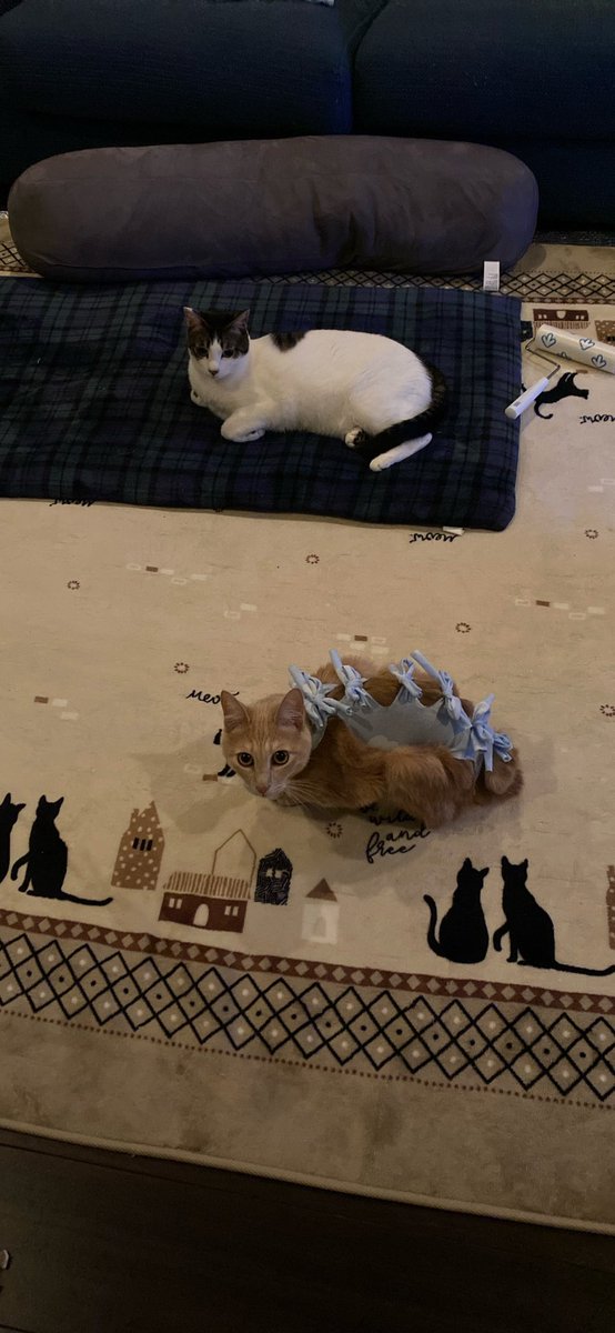 誤食の為、開腹手術しました。獣医師さんから、今年は誤食→手術の猫ちゃんが多いそうなので、お気をつけを…
現在は回復して走り回ってます。ガリガリになってしまったので体重増やす事が今の目標です( ˇωˇ )
 #ねこすたぐらむ   #ねこすた