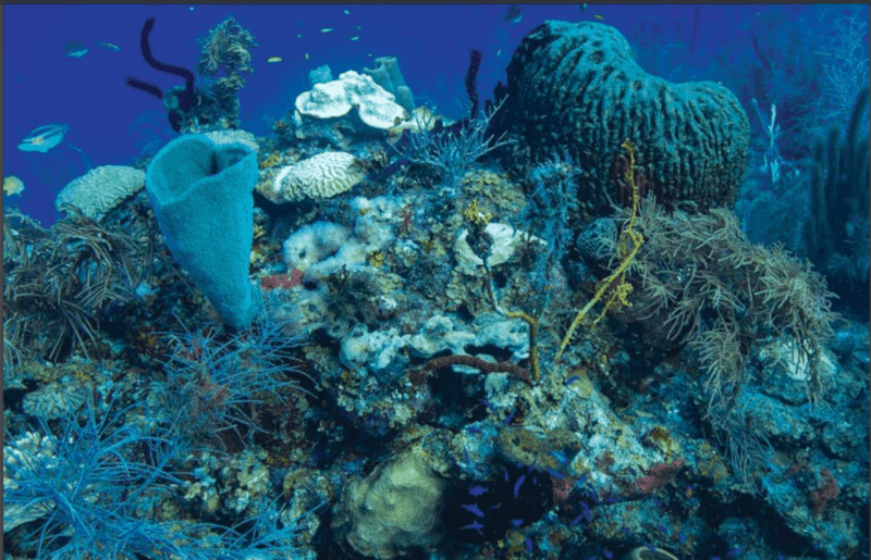 HealthyReefs's tweet photo. Growing concerns about the health of the #GreatMayanReef in #QuintanaRoo, with #NOAA expanding alert levels due to record temperatures and the threat of #coral #bleaching.
https://t.co/Q1aVrZZqkH https://t.co/oYfTSSwnlk