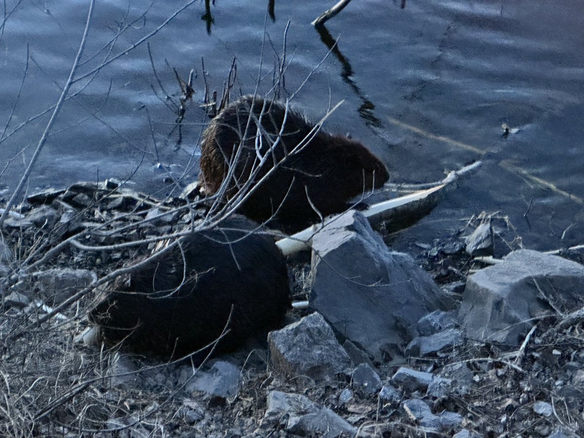 Teelkay00's tweet photo. Walking along the Ottawa River and spotted a couple of very busy buddies. Feeling very Canadian. #beavers #beavering #canadiana https://t.co/XrJlwkvCR3