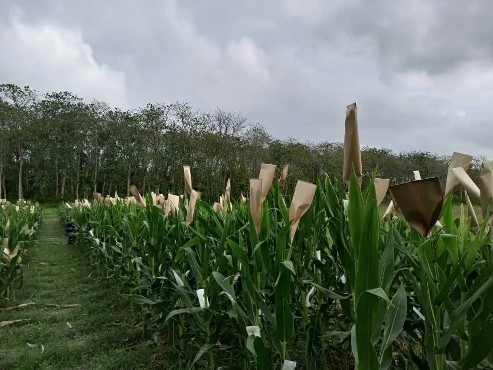 ¡Día Internacional de la Madre Tierra!

Hoy nos unimos a quienes celebran la vida, los ecosistemas y las bondades de la tierra. Como centro de investigación agrícola, entendemos lo indispensable que es el equilibrio entre la investigación y el cuidado del ambiente.