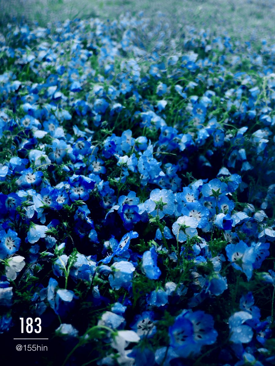 【過去作】雨の日に現れた青い花の世界