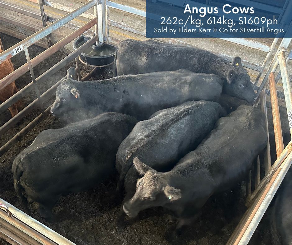 Top c/kg pens from yesterday's prime cattle sale in Mortlake. 👇🏻👇🏻

#wvlxvic #primecattlesale #topcattle #topsaleyard #AngusPremium #HerefordCattle #ShorthornCattle #aussiebeef