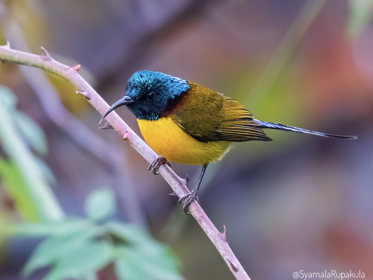 #indiaves #ThePhotoHour #BirdsOfTwitter #TwitterNatureCommunity #wildplanet #wildlife #BBCWildlifePOTD  #BirdsSeenIn2024 #NatureIn_Focus #birdtwitter #birds #natgeoindia Green-tailed Sunbird