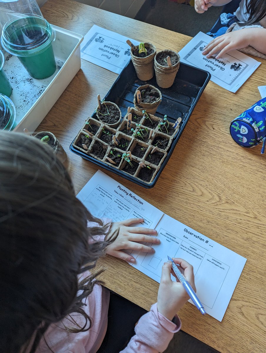 HeyMrsShea_'s tweet photo. We are grateful for our Earth! We have been patiently waiting for our seeds to germinate, and they have finally sprouted! Our plant observations begin as we see the plant life cycle in real time! Students are so excited to be nurturing plants of their choice. 🌱 https://t.co/Wsly2XDi7g