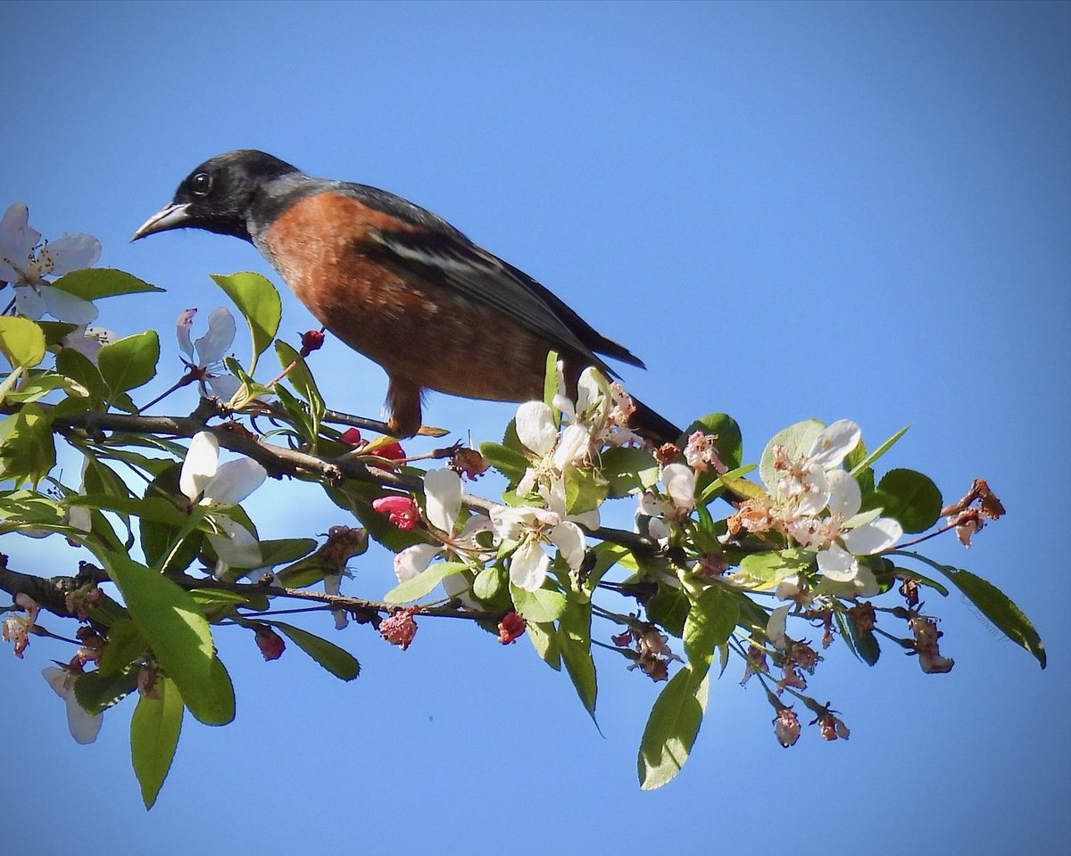 #orchardoriole seen today @GreenWoodHF @BirdBrklyn