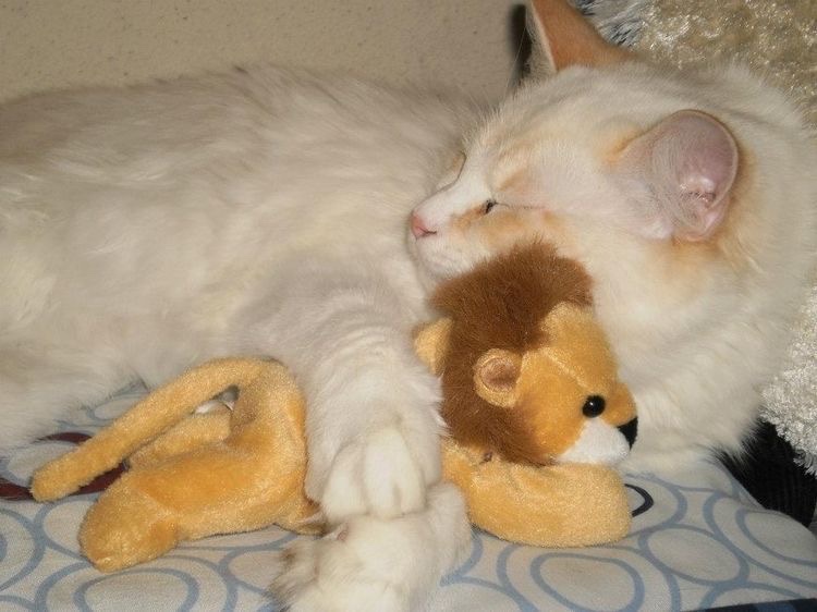 cat archives tweet media
