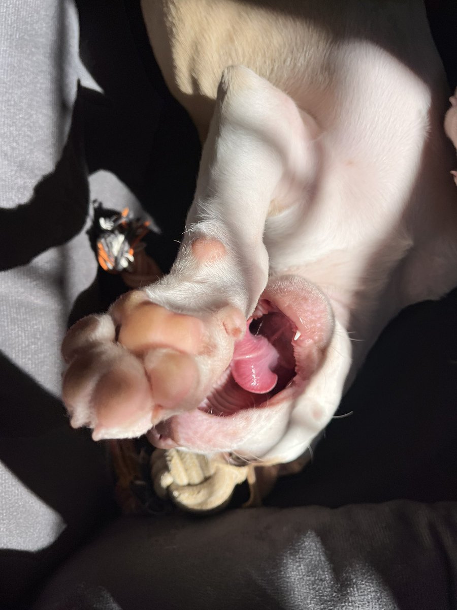 doiskkumm's tweet photo. ✨ só pra deixar aqui que minha cachorra é perfeita ✨ https://t.co/cMTTnOMAVd