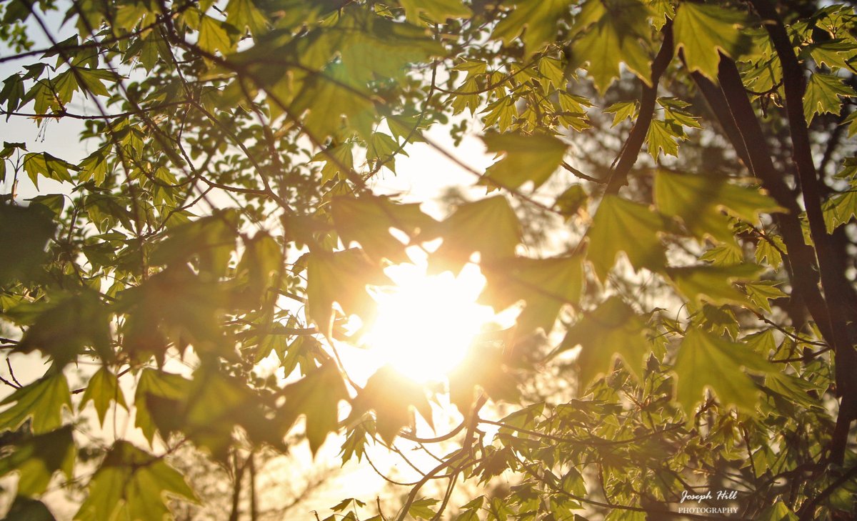 Sunset☀️🌳
#April2024
Photo By: Joseph Hill🙂📸☀️

#sunset #bright #evening #sky #sunlight #tree #leaves #nature #spring #daylight #beautiful #peaceful #daytime #sunsetphotography #NaturePhotography #SouthernPinesNC #April