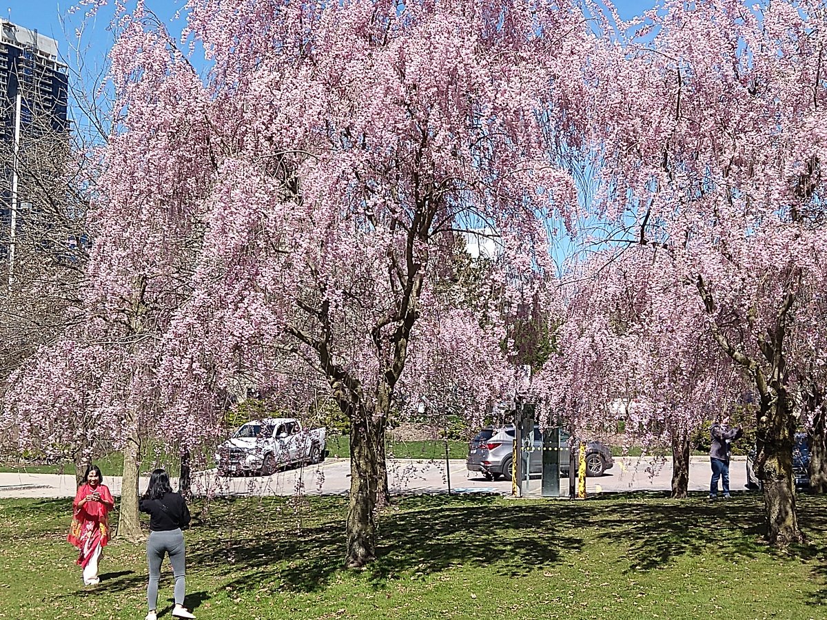 Cherry Blossoms at Ivey Park in #ldnont