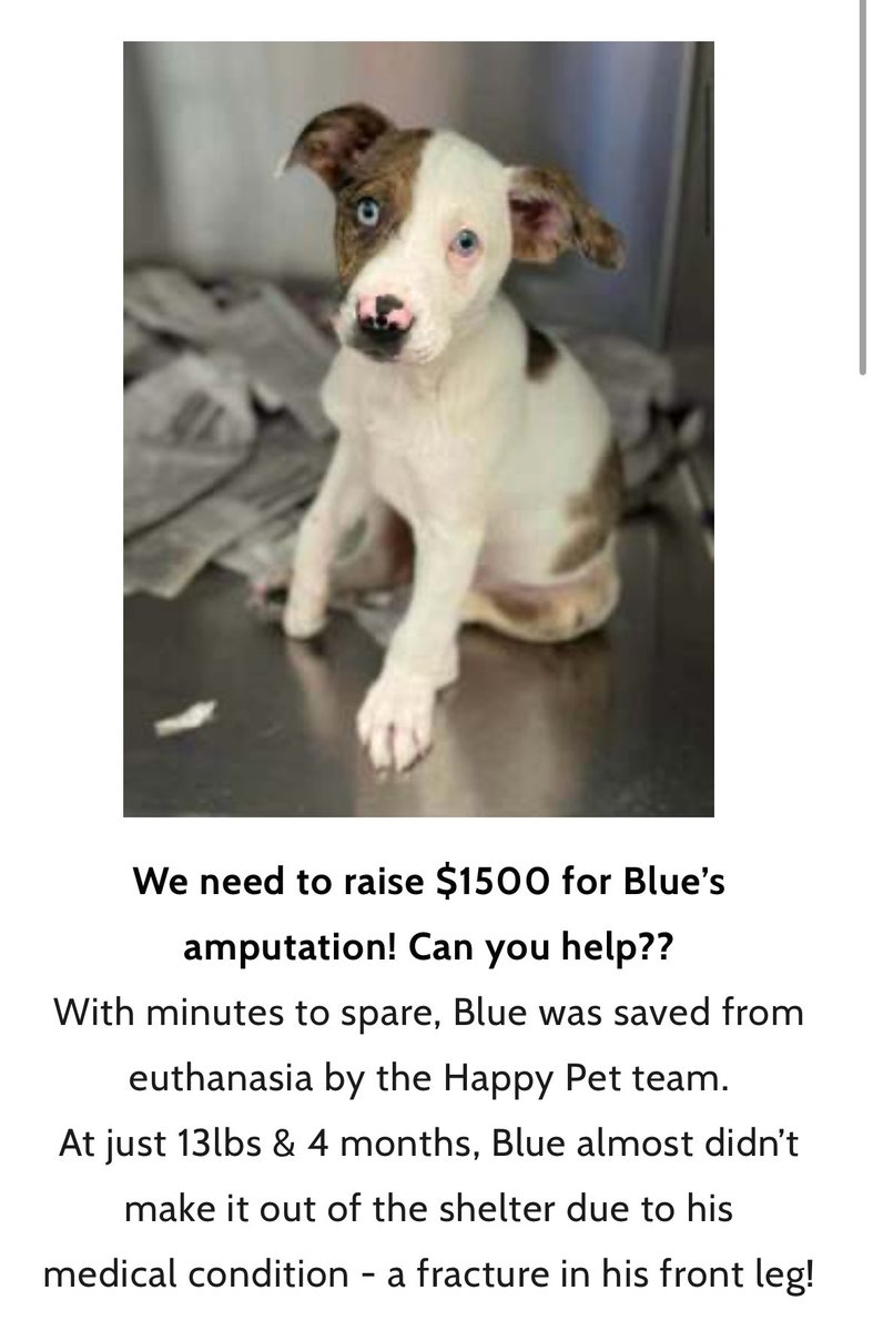 ✨Friends, 
🐶 Blue 🩵 from #Dallas #Texas (#A1210678) was rescued by #TheHappyPetProject 🛟
They need to raise $1500 for Blue’s amputation. Can you help? No #pledges for Blue on X. Any little bit helps 🙏🏽♥️ thehappypetproject.org/blues2ndchance #k9hour #rehomehour #FostersSaveLives