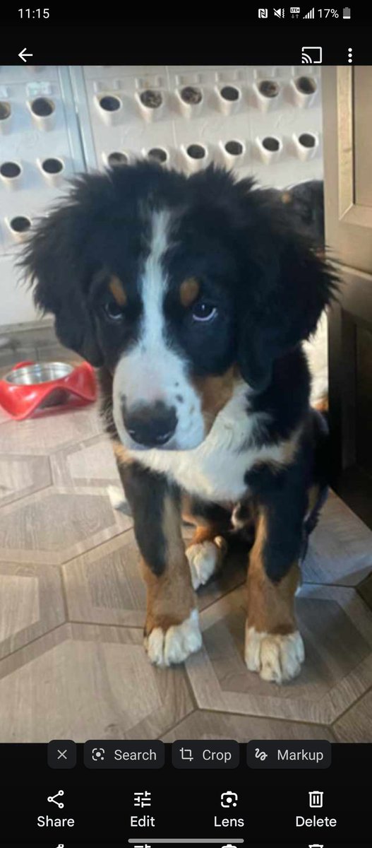 My new puppy named Atticus or Atty for short! 🙂🙃💖 #bernese #mountain #dog