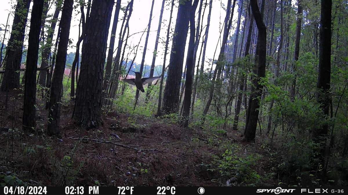 You can always rely on the FLEX-G36's trigger speed to capture a bird that moves so fast so clearly!