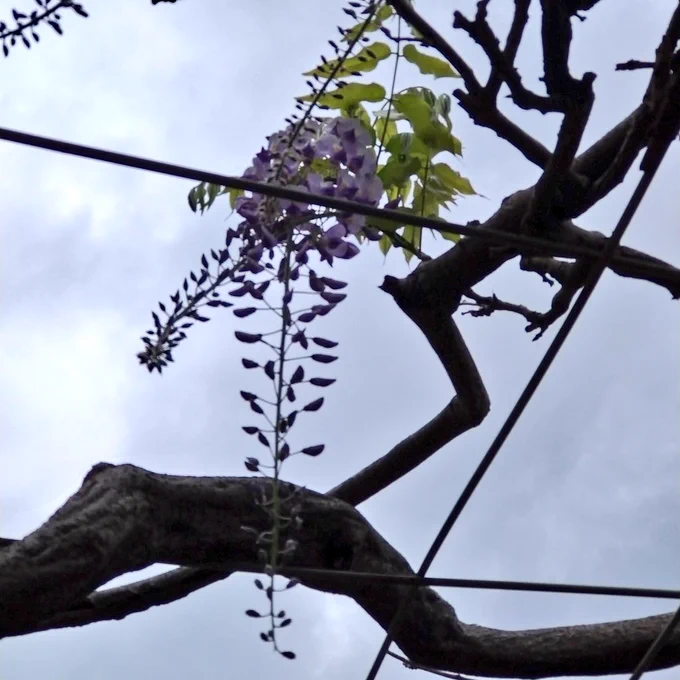 藤の花 