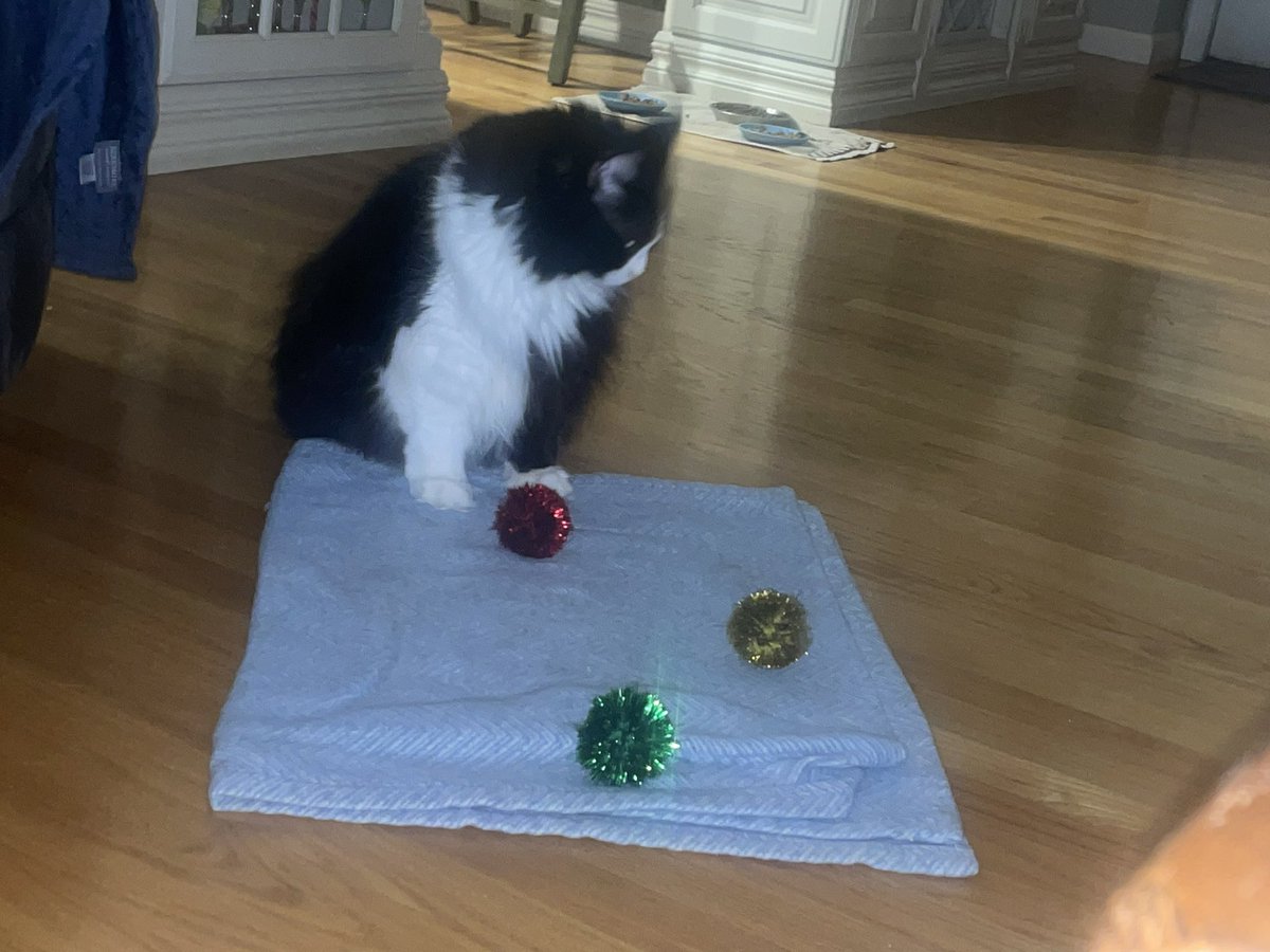 The cats are obsessed with these little sparkly ball thingies. Archie never gets tired of chasing them all over the house and Jimi gathers them all up and brings them to his favorite blanket.