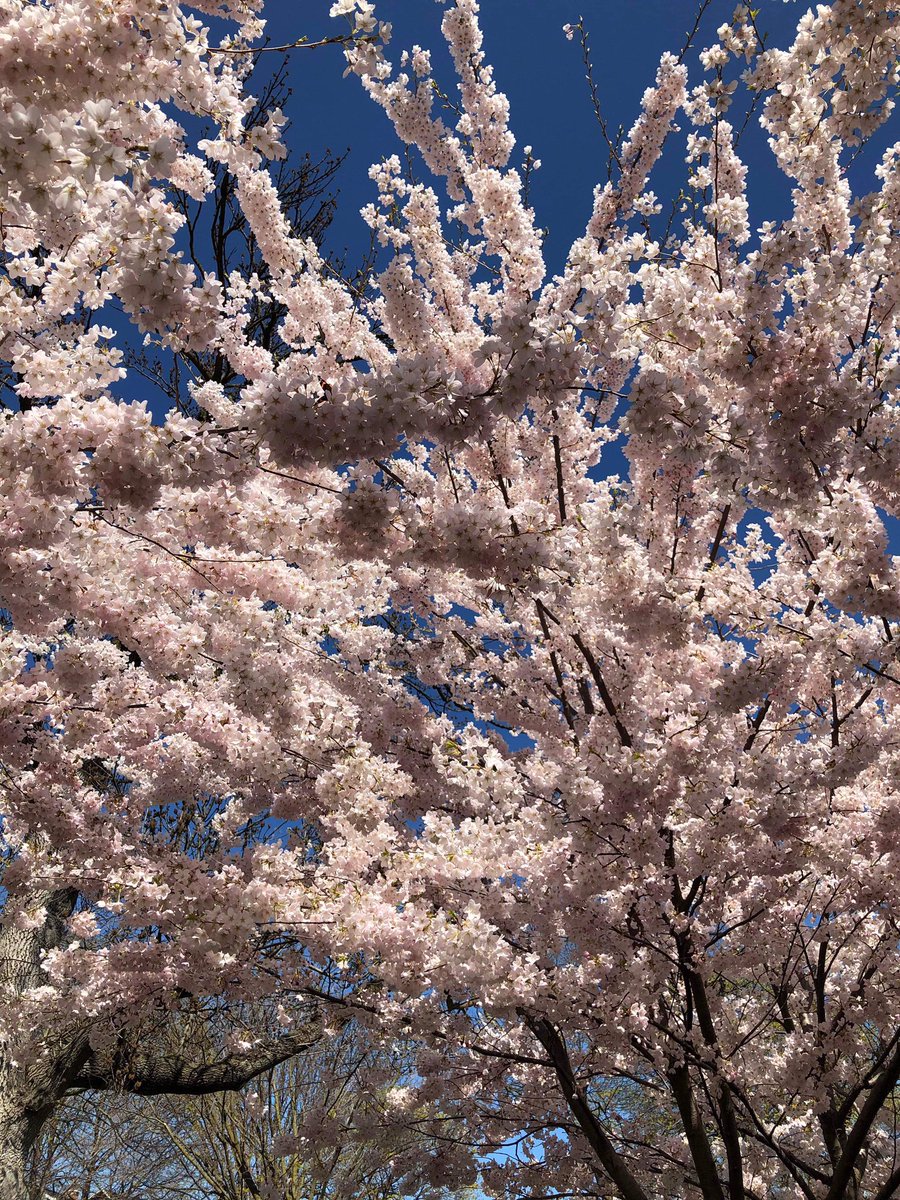 Is there anything as lovely as a tree?
Especially when it’s a cherry tree in bloom.
#natureheals #beautyinthecity #trinitybellwoods #lifeinthe6ix
