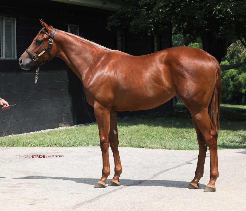 Darwin Vizcaya tweet media