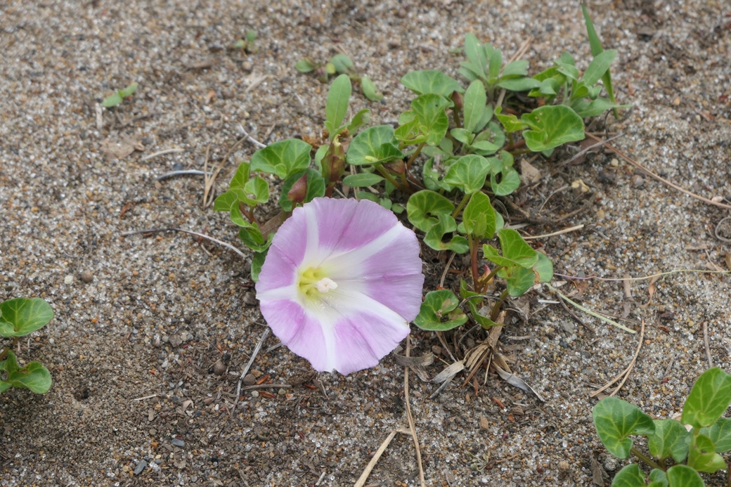 海岸植生の「砂浜」で、ハマヒルガオの花が咲きました。今後ピンク色がどんどん広がってくるのが見られると思います。 #千葉県立中央博物館 #生態園