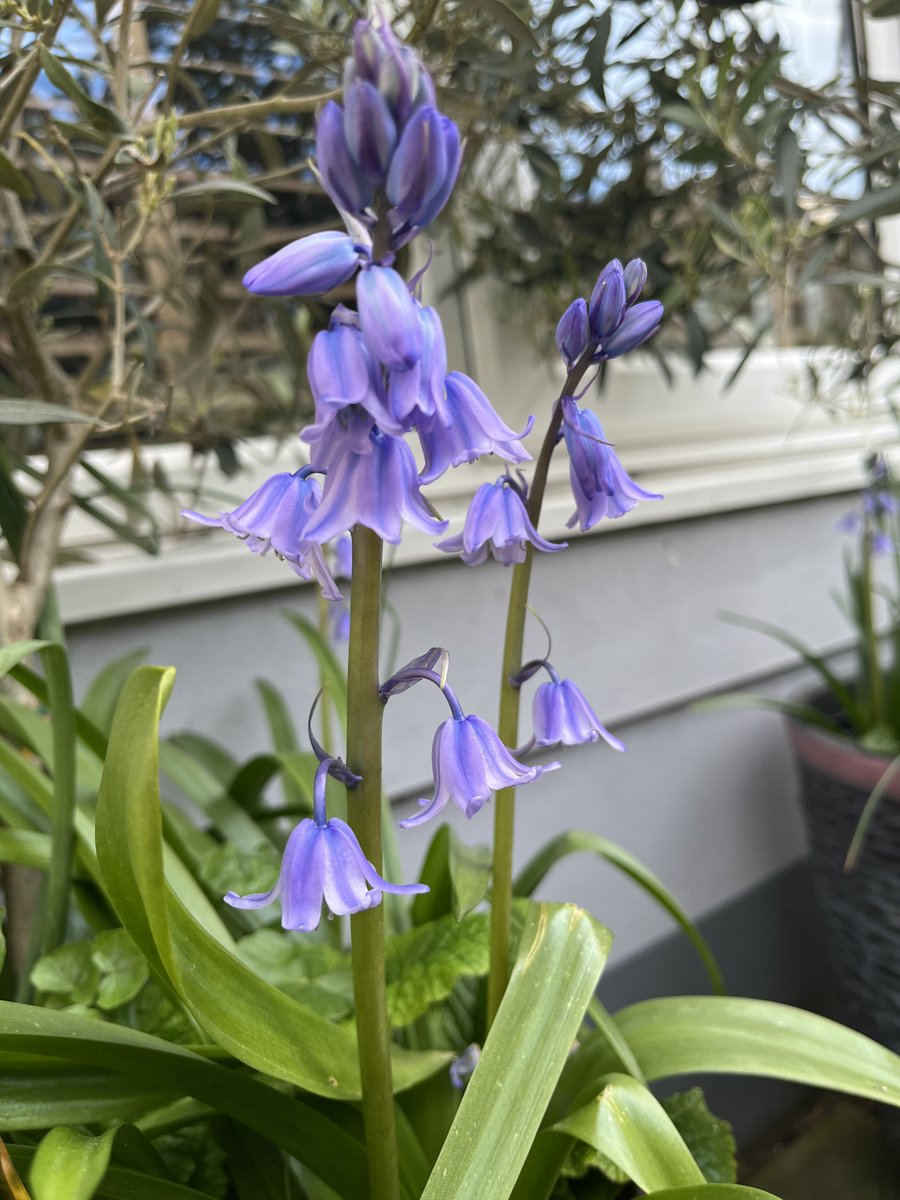 I don't remember planting these in my pots but the colour is welcome amidst the gloomy windy weather  #gardenshour