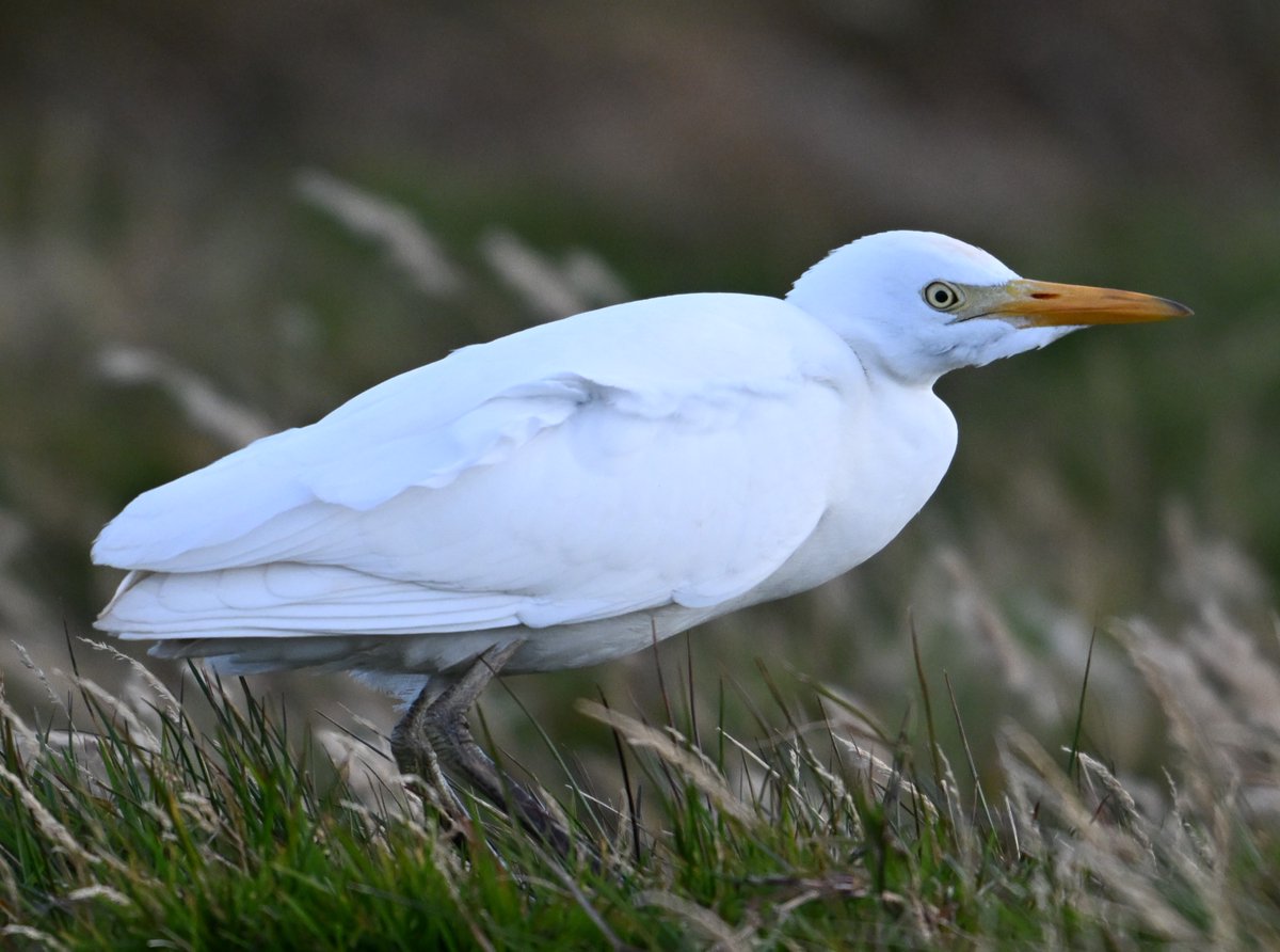 We came across a Cattle Egret this afternoon..a vagrant to the islands from the mainland. Nice to see a differerent species of bird.🙂