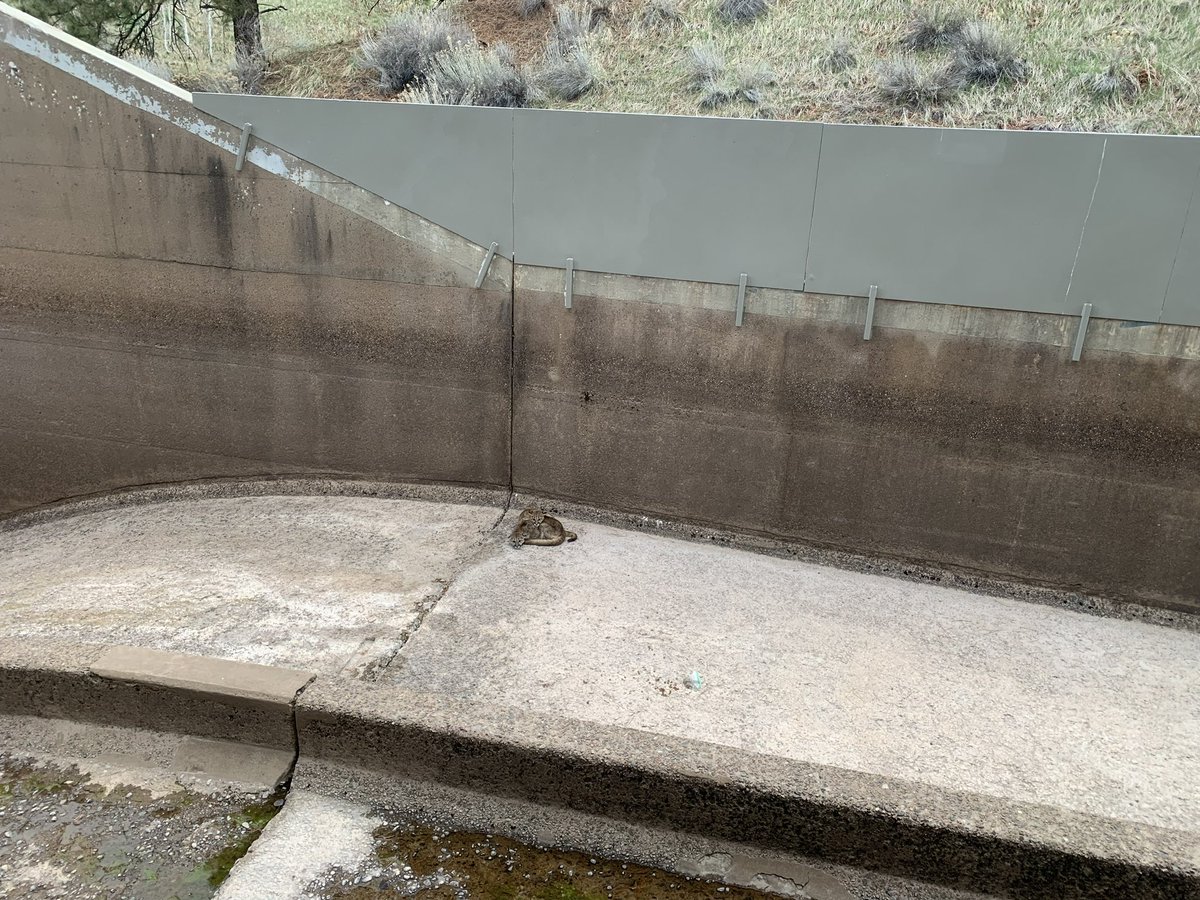 Pine River Irrigation District Dam Tender Mike Canterbury was about to release water from
Vallecito Reservoir down the spillway when he noticed the two young mountain lions. He quickly called CPW, and wildlife officer Ty Smith responded. 

Note the high walls of the spillway.