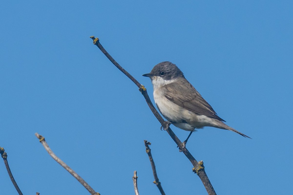 Lesser Whitethroat seems to have arrived in good numbers. This one was at NWT Holme Dunes.