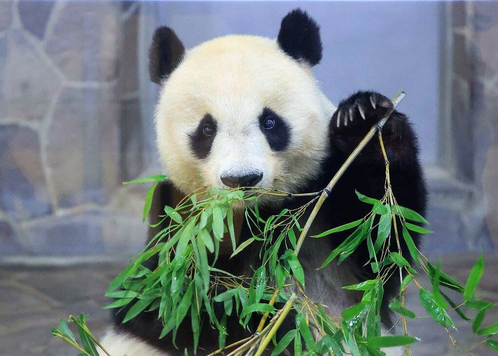 タンちゃん「これ美味しいよ！」

#王子動物園 #神戸市
#タンタン #旦旦 #爽爽
#タンちゃんありがとう
#ありがとう
#感謝