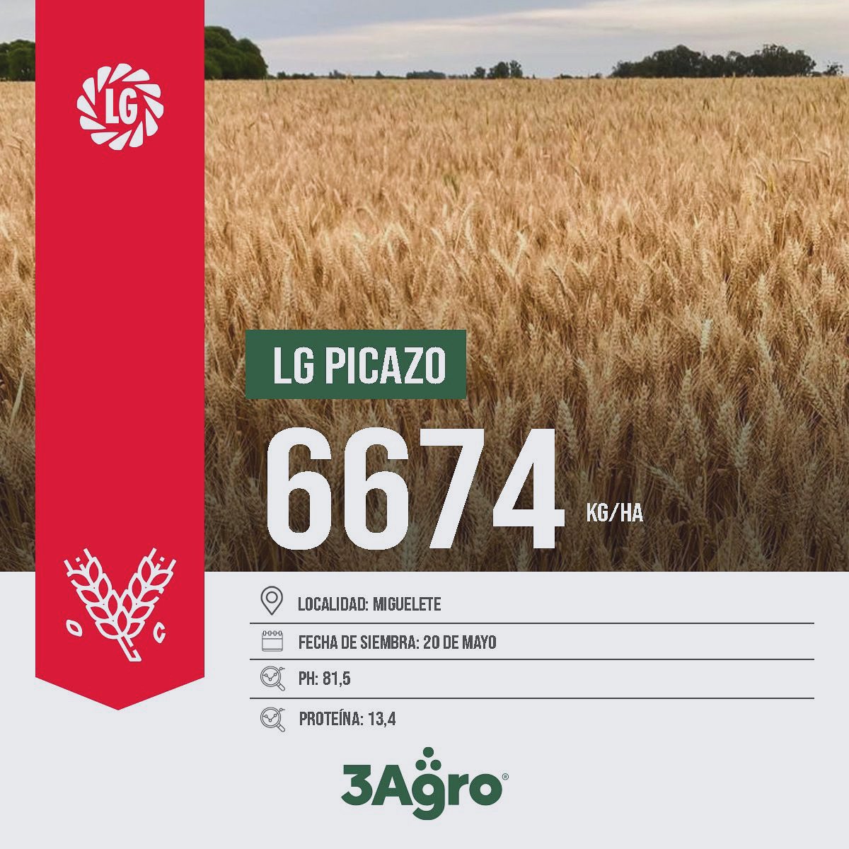 𝗥𝗲𝘀𝘂𝗹𝘁𝗮𝗱𝗼𝘀 𝗱𝗲𝗹 𝗿𝗲𝗻𝗱𝗶𝗺𝗶𝗲𝗻𝘁𝗼 𝗱𝗲 𝘁𝗿𝗶𝗴𝗼: 𝗟𝗚 𝗣𝗜𝗖𝗔𝗭𝗢
✔️6674 kg/ ha
📍Localidad: Miguelete  
🗓️Fecha de siembra: 20 de mayo 
🔍PH: 81,5
〰️Proteína: 13,4

<a href="/lgsemillas/">LG SEMILLAS 🌽🌻🌾🌱</a> 

#3agro