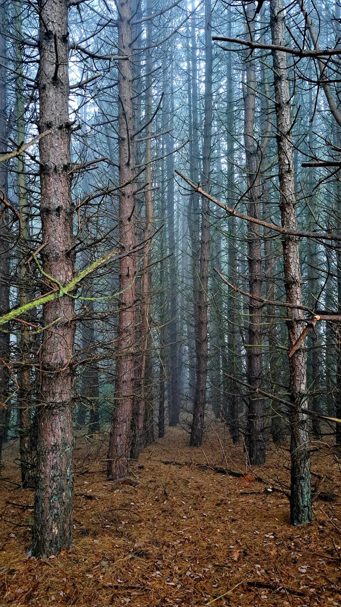 bradus59's tweet image. #StormHour #ThePhotoHour #ThemeOfTheWeek
My local wood. Meltham Holmfirth