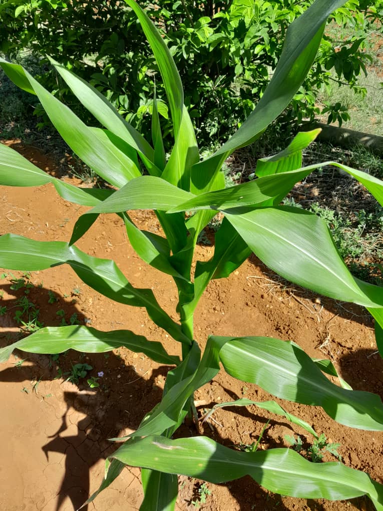 🌿🌽El #extensionista William Cabrera visita a la CCS 1 de mayo, donde se acercó al #productor Miguel Acosta Varela en #Artemisa. En esta ocasión, se evaluó el maíz la variedad San Pedro, con el objetivo de obtener semillas de calidad para futuras siembras. 💪🌱