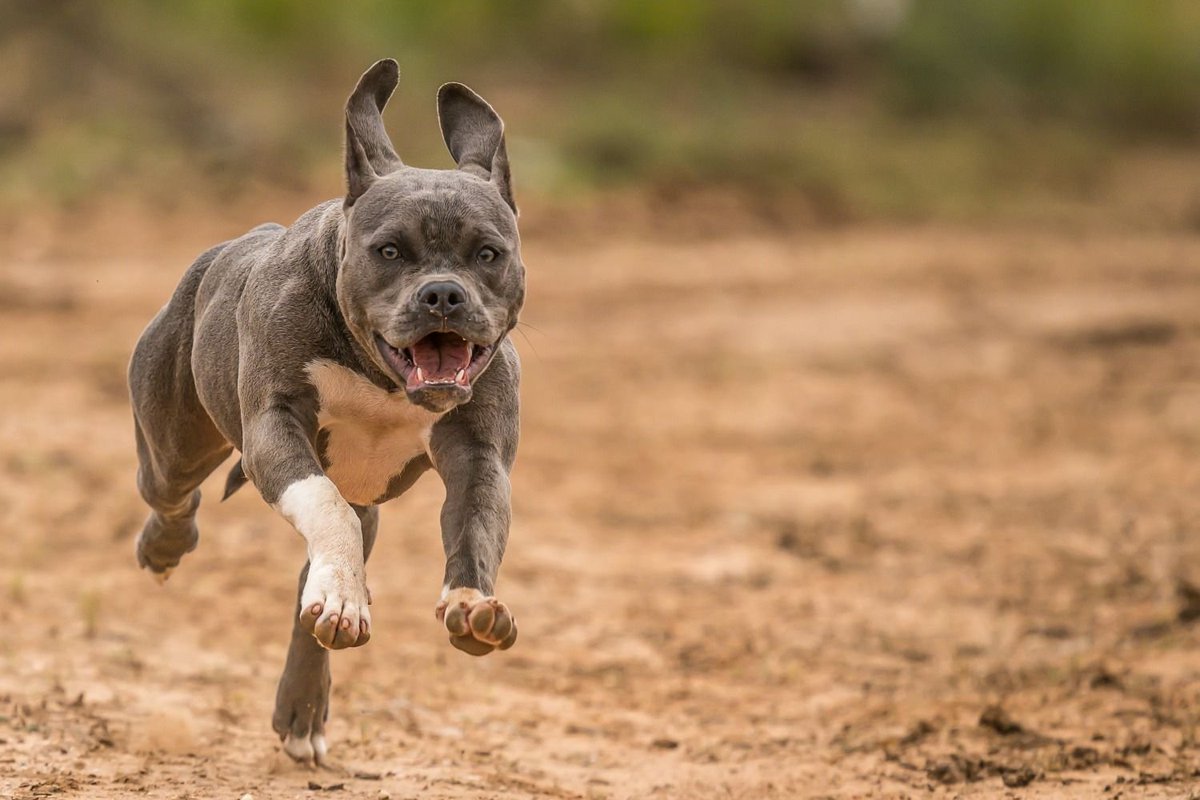 #Internacionales #22Abr Un bebé de 15 meses murió este lunes en la localidad italiana de Eboli (sur) a causa de las heridas que le provocó el ataque dos perros de raza pitbull, que también hirieron a su madre mientras intentaba rescatarlo.