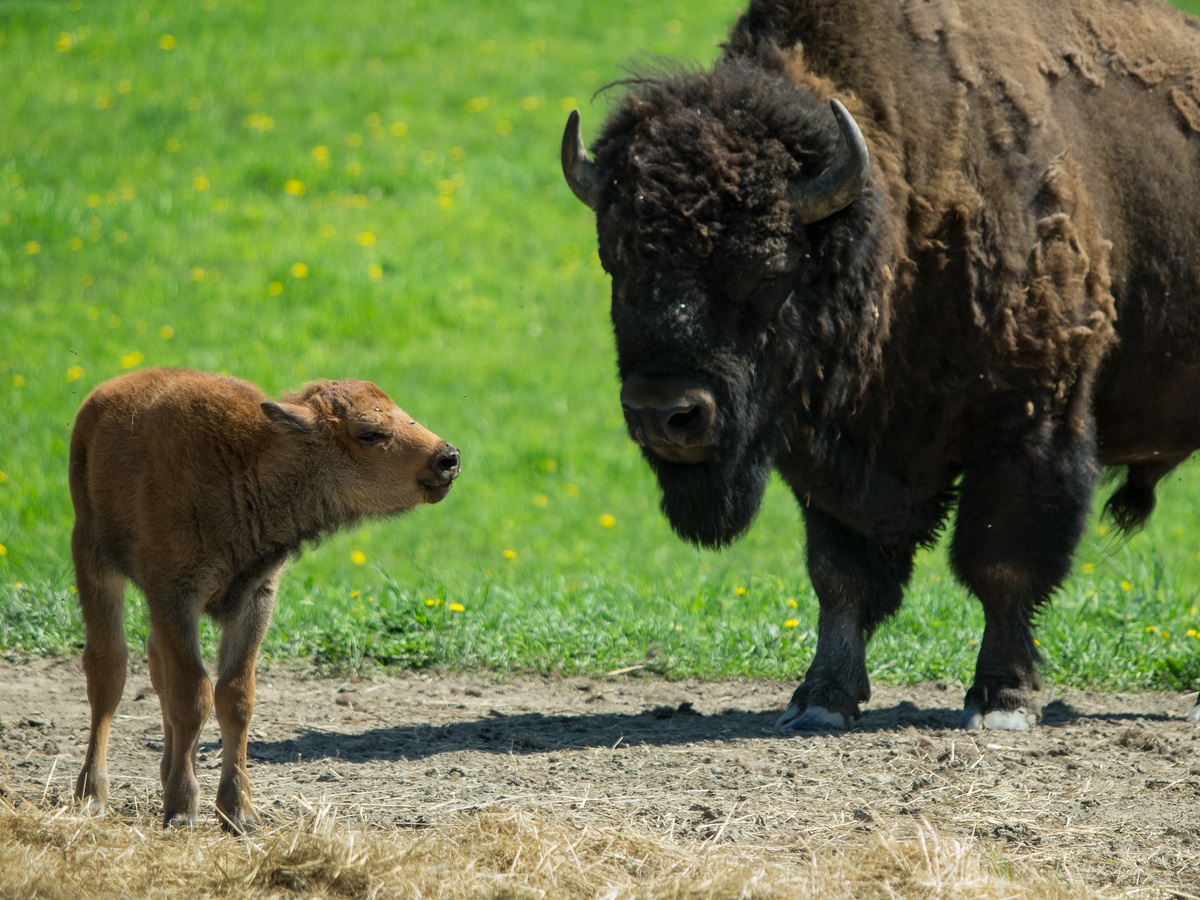 It's a ... #babybison in #colorado and that's a reason for celebration!
ow.ly/UZtu50RhBXx
#sportsdestinations #sportsbusiness #sportsbiz #sportstourism #bison #bisoncalf #wildlife