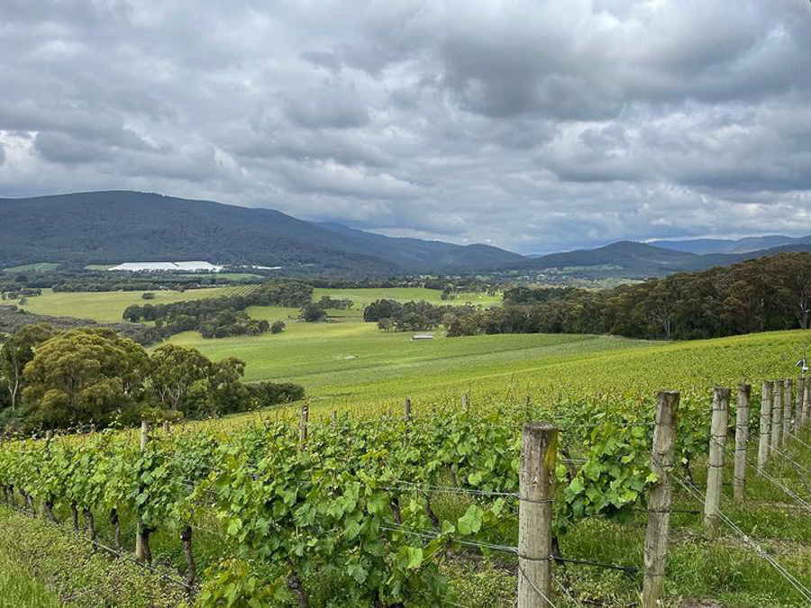 The wines of Giant Steps, Yarra Valley, Australia - such good Pinot Noir and Chardonnay wineanorak.com/2024/04/22/the… @giantstepswine @JFW @wine_australia