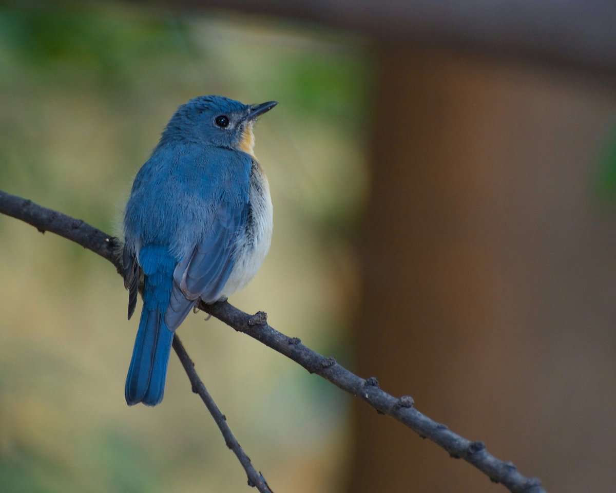 Flashy feathers! The Tickell's Blue Flycatcher, found in tropical Asia, is a stunning bird. Males sport a bright blue upper body & a vibrant orange chest. Look for them in open forests & near water! #Birdwatching #NatureLover