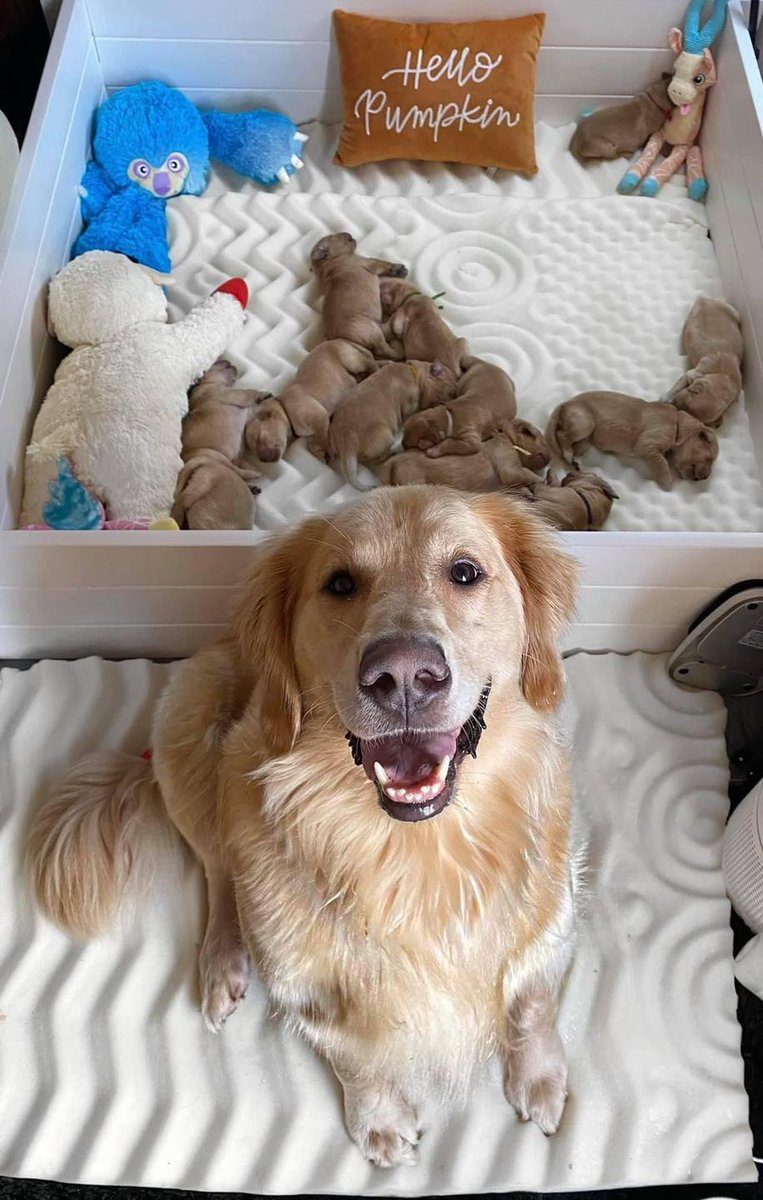 This dog just gave birth to 12 puppies. This is her proud face. Please send her your love. ❤️