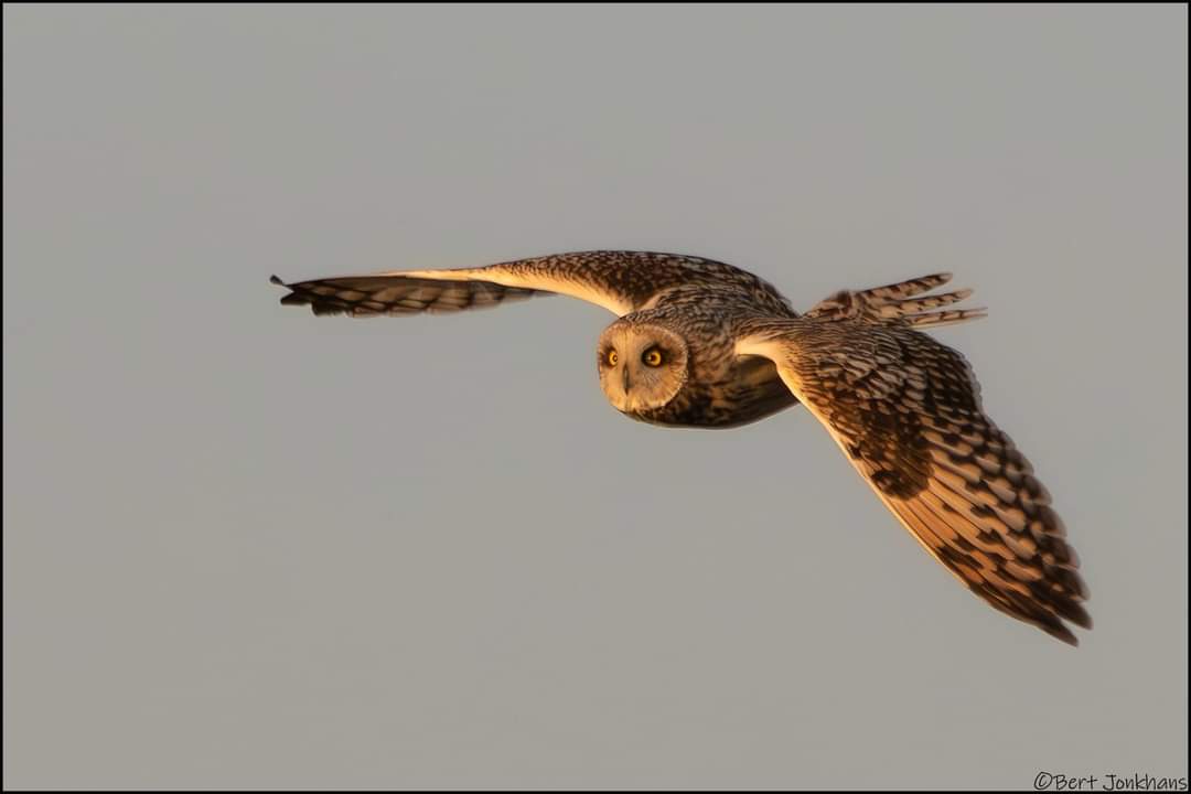 In het laatste licht van de dag komt de velduil nog even voorbij vliegen.