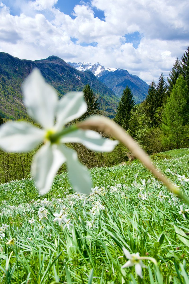 Current blooms in Plavški Rovt 😍 Daffodils will be slowly moving higher up the mountain and in 3-4w we can expect them to crown the top of Golica! 🌸 We are already booking our best Flower Hikes to Golica so if you want to join us, drop us an email soon! exploringslovenia.com/tours/golica/