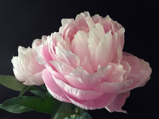 Keep your peonies blooming till summer. Cut when the buds show color. Remove the leaves. Wrap in clear plastic wrap, and store horizontally in a refrigerator away from fruits and veggies. Cut the stems and place in tepid water in a cool area. They should bloom for about a week.