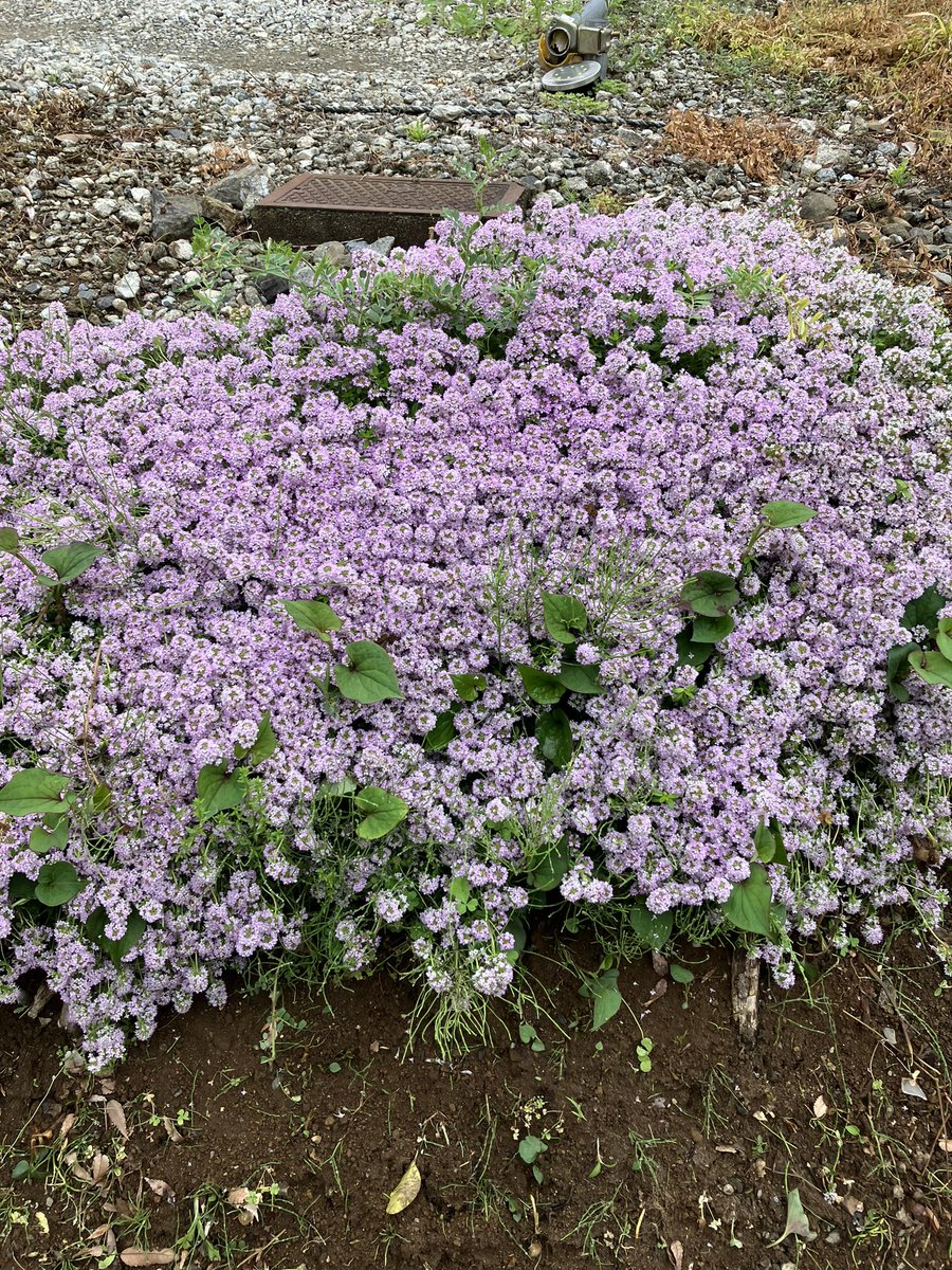 おはようございます💖

最近、家の側でいきなり咲いたお花です🌼

なんて言うお花かな？

今日も笑顔でよろしくお願いします🤗💕🌸🌈