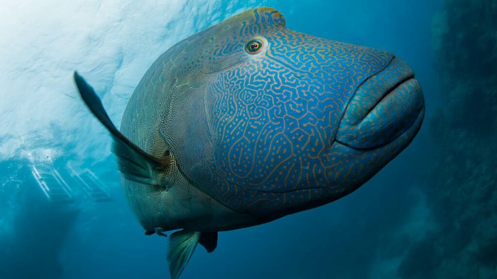 fish fact 🐟 329/360 humphead wrasses can eat toxic animals like crown of thorns and be unharmed @cfconvention as someone with ibs I’m really jealous