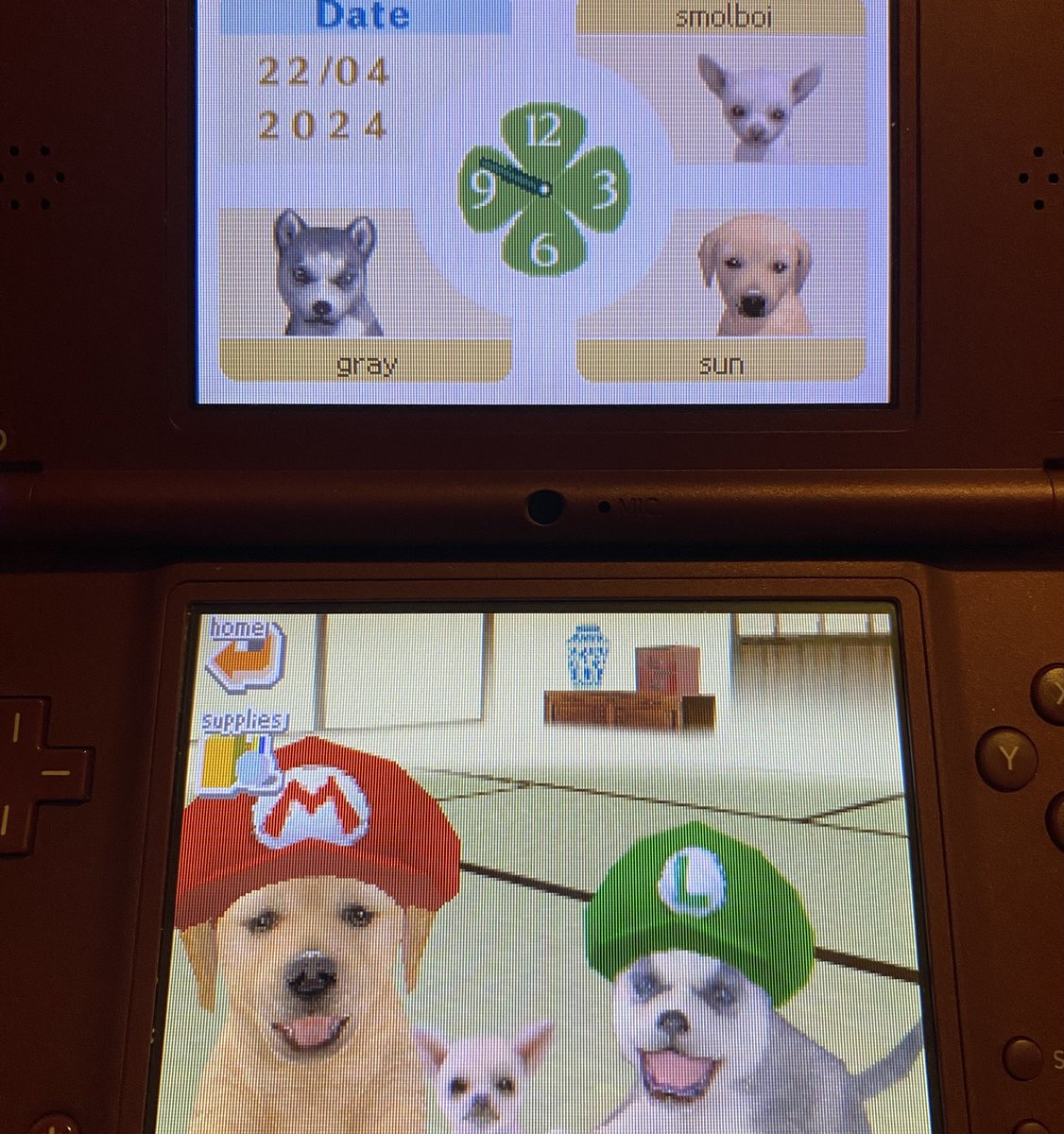 i bought a second hand copy of nintendogs and didn’t have the heart to delete the original dogs and save file… so i finally moved smol boi in with them 🥹🥰