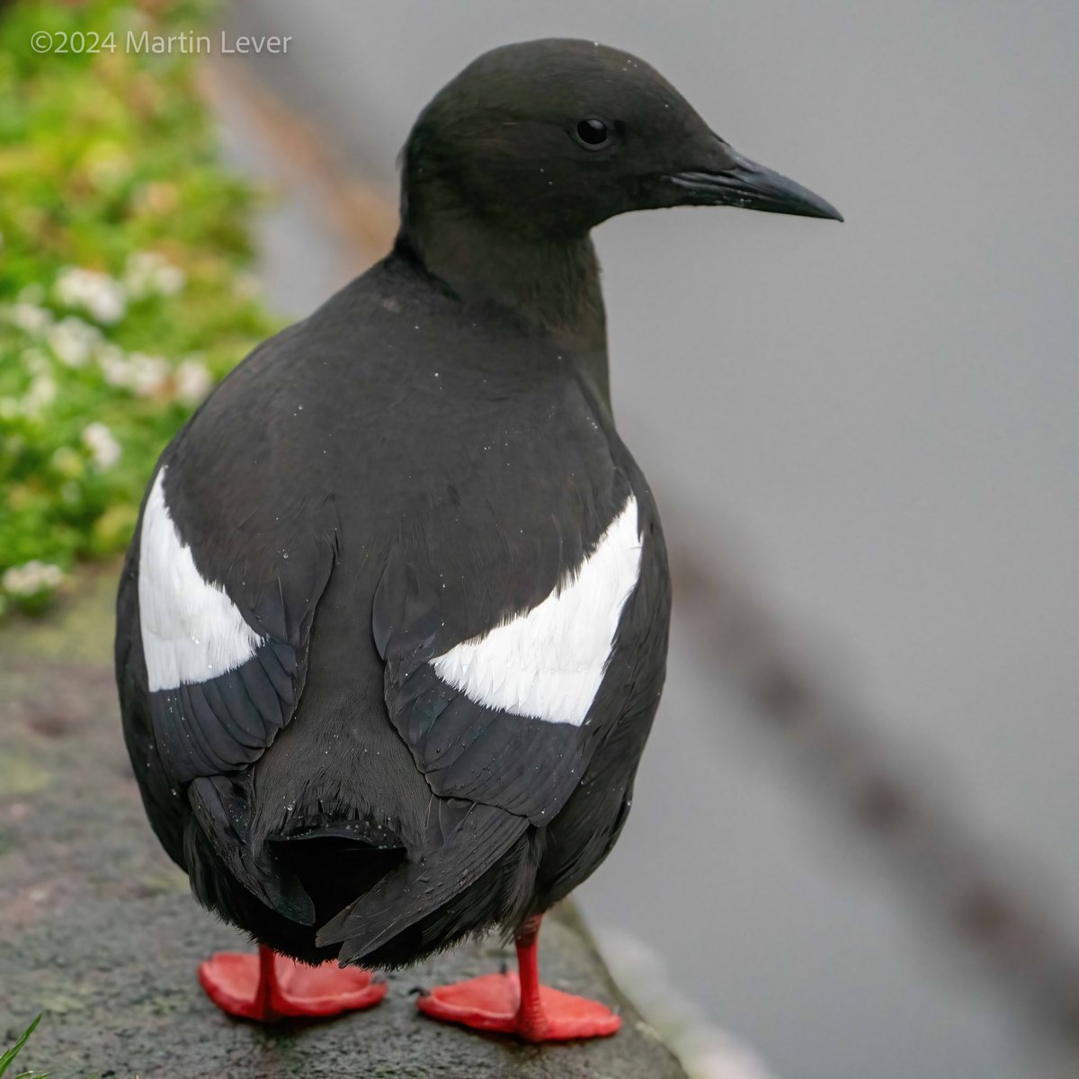 Tystie in Greenock #BlackGuillemot