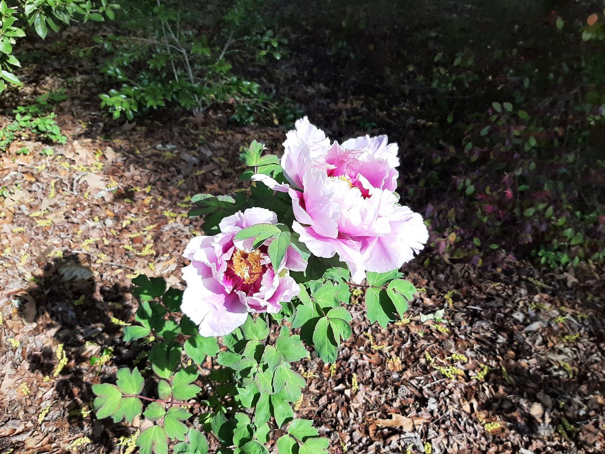 parscw's tweet photo. Tree peonies! https://t.co/LoXfKC4swh
