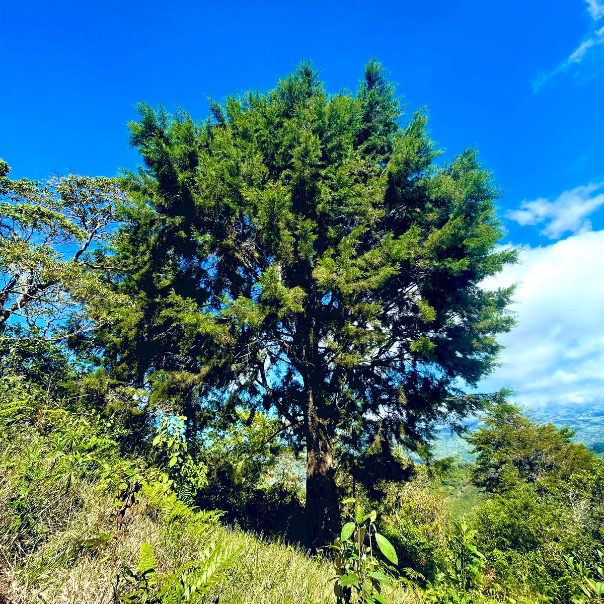 FireflyShire's tweet photo. Let’s keep celebrating Earth Day every day familia! 🌳✨ Special shout out to one of our favorite  cypress trees at the Shire 🥰Plant trees &amp; sing songs! 🎶🌱

#EarthDayEveryDay #EarthDay2024 #Earthday https://t.co/XfljBgcvLA