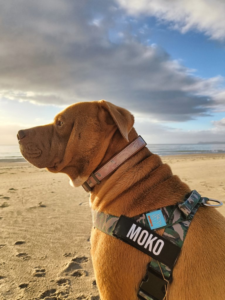 mōrena from te nōta