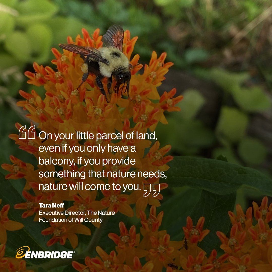 As we celebrate #EarthDay today, Tara Neff with The Nature Foundation of Will County shares the importance of planting native plants in your own backyard. The #ENBFuelingFutures grant supports them in connecting people with nature. ow.ly/Fkfe50Rkg1l