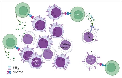 IFN-γ and CD38 in AML: a T-cell engagement made in heaven?
ow.ly/ZcEM50Rjiob #immunobiologyandimmunotherapy