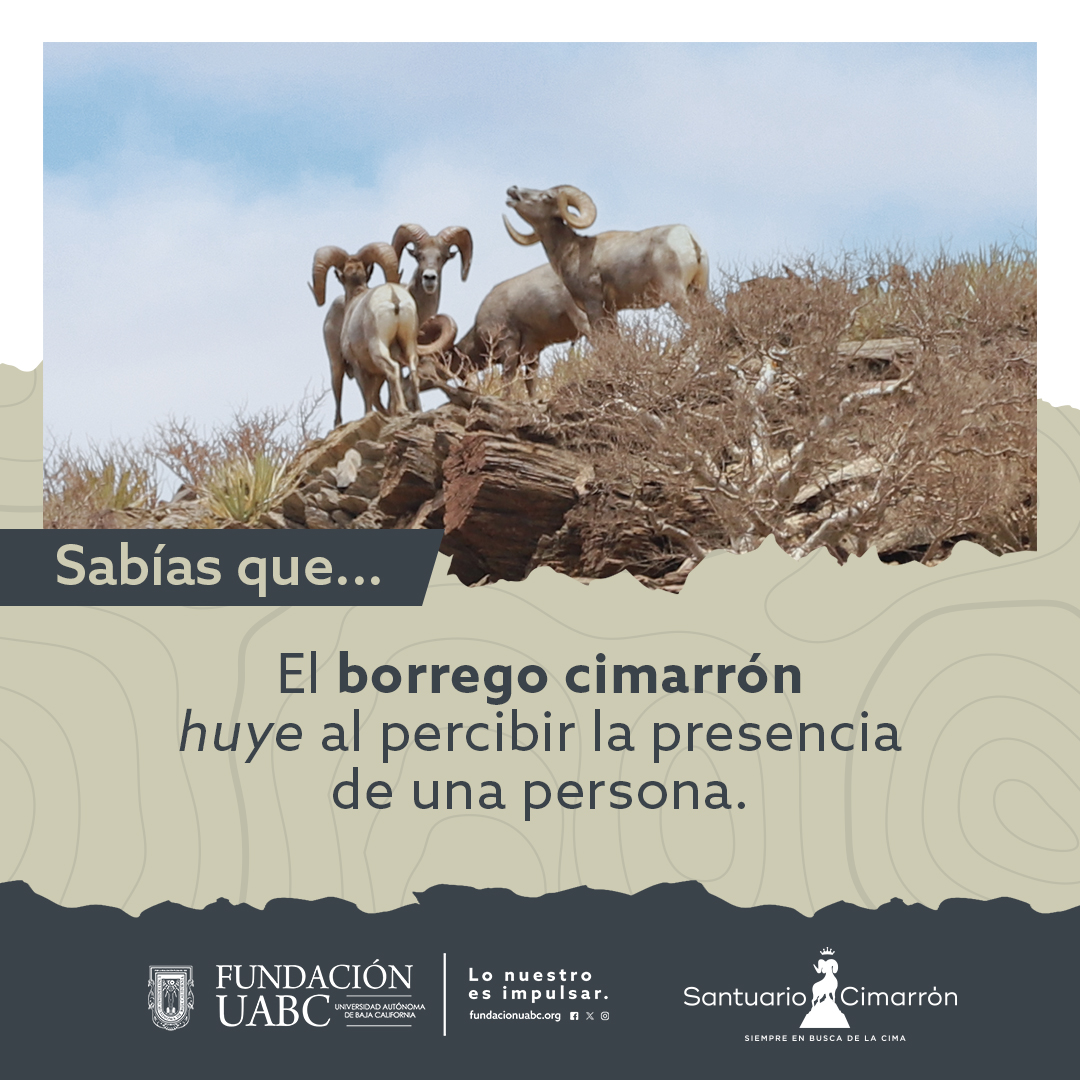 FundacionUABC's tweet photo. ¿Sabías que...? 🐑 
La respuesta instintiva del borrego cimarrón al detectar a una persona es huir. 
Aunque los borregos consideren a las personas una amenaza lo cierto es que muchos de nosotros buscamos su protección, ¡no todos somos malos! 🌿
#SantuarioCimarrón #FUABC https://t.co/U2hIbguObx
